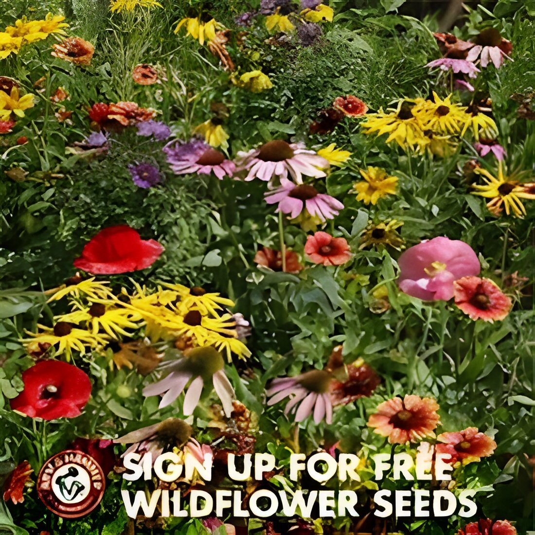 Free Wildflower Seeds