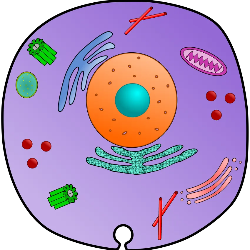 Free Cell Fusion C Skincare Products From Cell Fusion C Creator Program