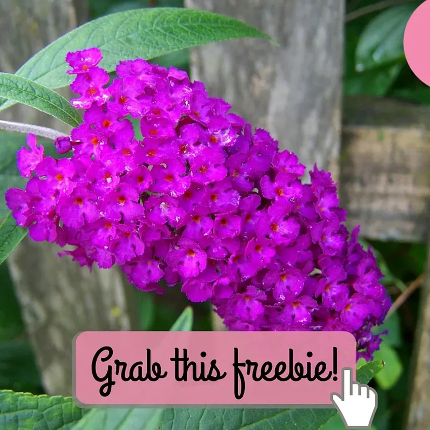 Free Gardeners Idea Book From Proven Winners
