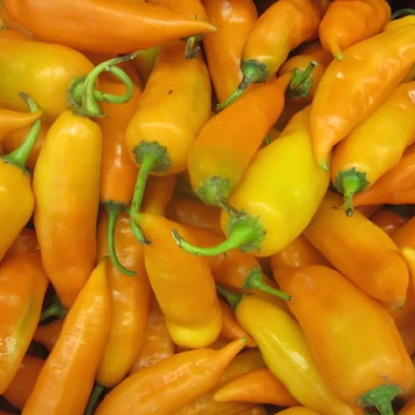 Free Peruvian Pepper Sauce Sample From Peekage