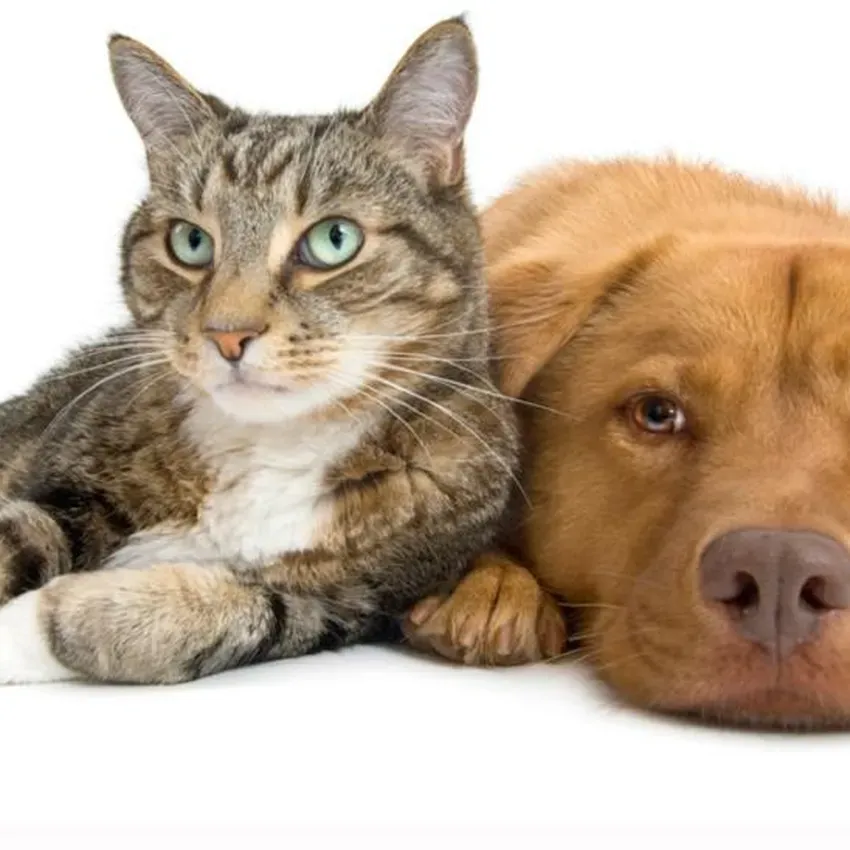 Free Pet Products For Dogs And Cats