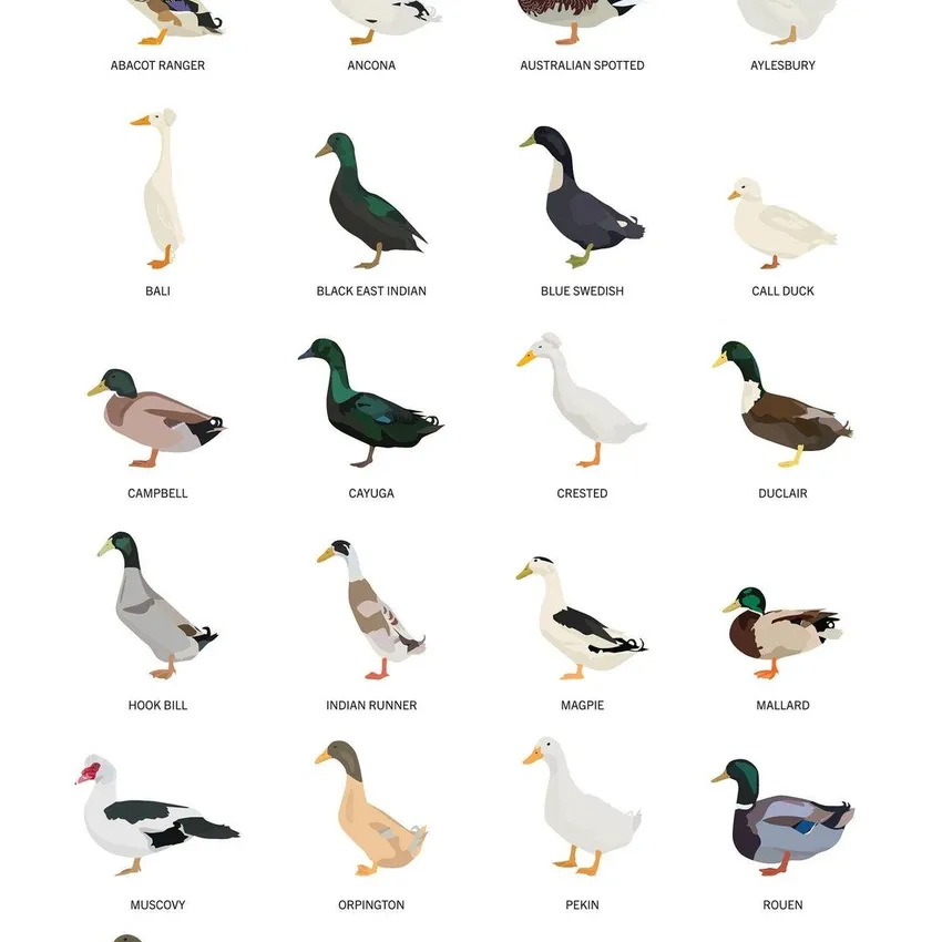 Free Scooters Coffee Scoots Brunch Club Duck