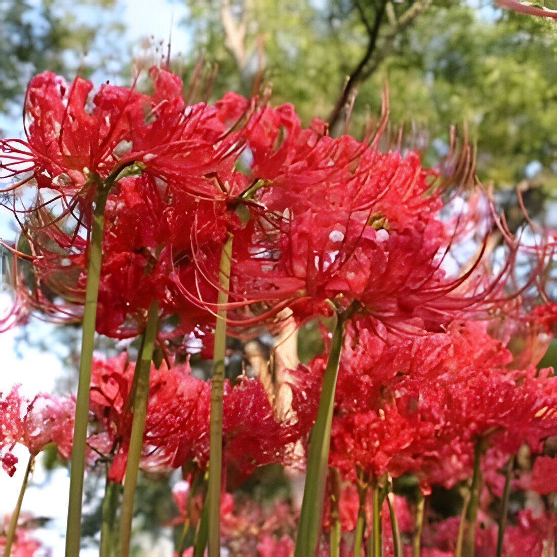 Free Set Of Red Spider Lilies